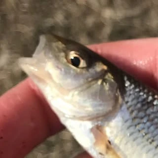 Jayce the Creature Creator